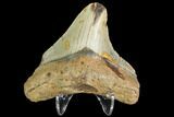 Fossil Megalodon Tooth - North Carolina #109051-2